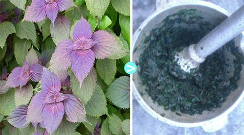 3-cach-tri-mun-thit-hieu-qua-ngay-lan-thu-3-su-dung-1-1 3-cach-tri-mun-thit-hieu-qua-ngay-lan-thu-3-su-dung-1.jpg