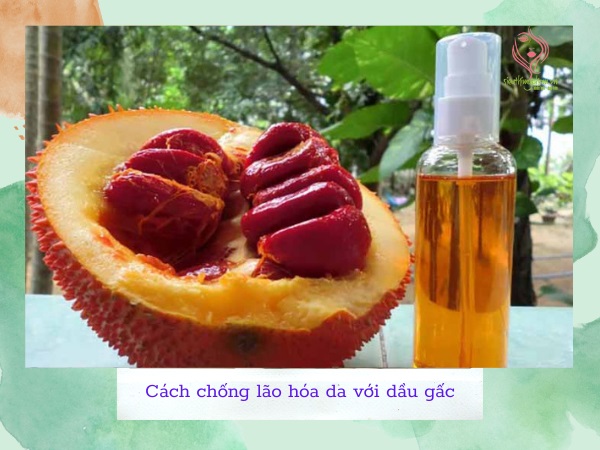 Cách chống lão hóa da với dầu gấc Cách chống lão hóa da với dầu gấc