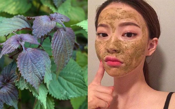 Cách làm đẹp da mặt từ thiên nhiên bằng lá tía tô Cach-lam-dep-da-mat-tu-thien-nhien-bang-la-tia-to.jpg