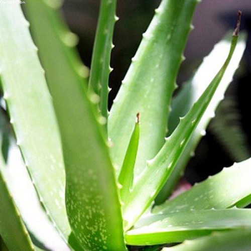 cay-lo-hoi-giai-phap-cho-lan-da-dep-9c898d-1 cay-lo-hoi-giai-phap-cho-lan-da-dep-9c898d.jpg