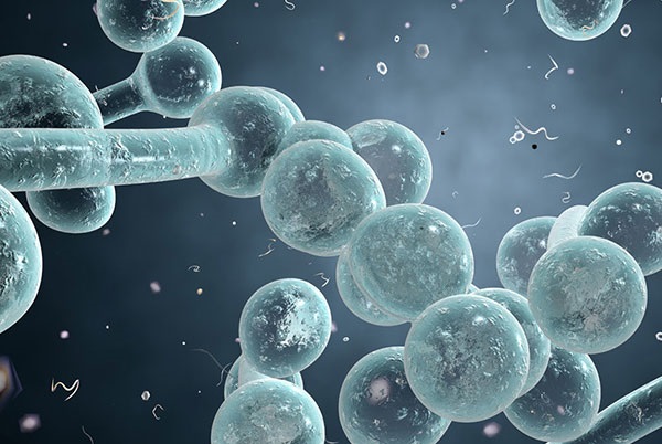 nam-candida-co-nguy-hiem-khong nam-candida-co-nguy-hiem-khong.jpg