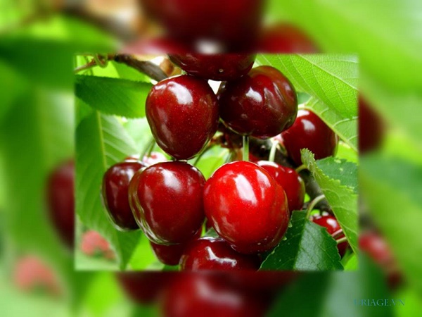 thuc-pham-lam-dep-da-6 thuc-pham-lam-dep-da-6.jpg