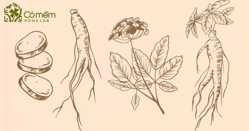 Thuốc Bắc đã được chứng minh có công dụng cho việc tái tạo da thuoc-bac-tai-tao-da.jpg