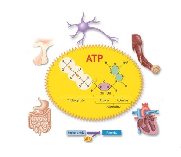 Vai trò của ATP 