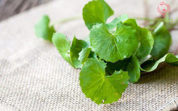 Trị sẹo thâm ở chân cấp tốc bằng rau má