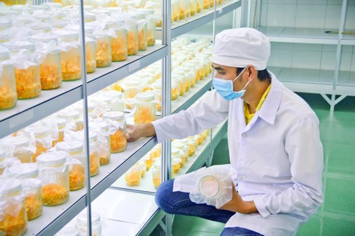Chuẩn bị phòng nuôi Đông trùng hạ thảo
