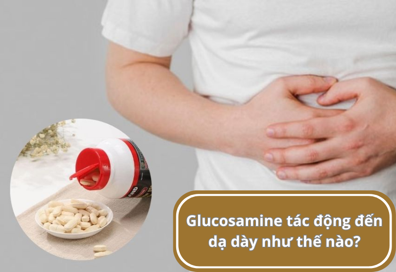 Glucosamine tác động đến dạ dày như thế nào