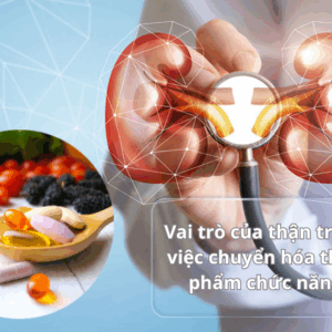 Vai trò của thận trong việc chuyển hóa thực phẩm chức năng